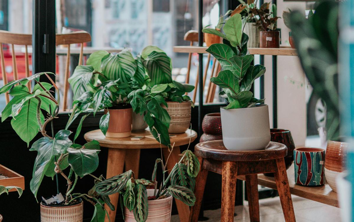 Quais os melhores períodos para regar suas plantas?