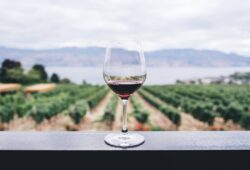 Principais tipos de vinhos nacionais